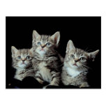 Adorable Kittens Postcards