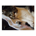 adorable kitty postcard postcards