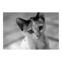 Adorable Little Kitten Poster