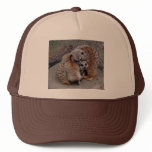 Adorable Meerkats Bundle of Fur Nature Photo Trucker Hat