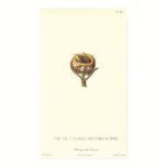 Adorable Nest of Crested Hummingbirds - Pretty! posters