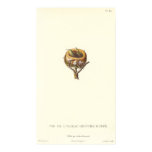 Adorable Nest of Crested Hummingbirds - Pretty! Posters