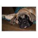 Adorable oversized pup cards