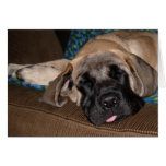 Adorable oversized pup cards