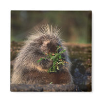 Adorable Porcupine Fridge Magnets