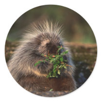 Adorable Porcupine Sticker