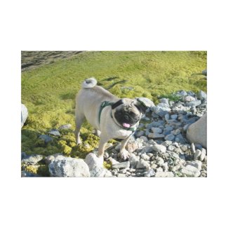 Adorable Pug by the River Stretched Canvas Print