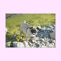 Adorable Pug by the River Stretched Canvas Print canvas prints