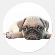 adorable pug puppy stickers