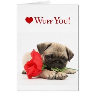 Adorable Pug Puppy Valentine with a Red Rose