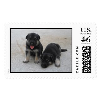 Adorable Puppies Postage stamp