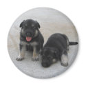 Adorable Puppy Magnets