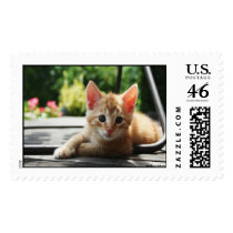 Adorable Red Haired Kitten Postage stamps