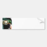 red panda, red panda bears, panda, panda bear, red panda bear, bear, animal, wildlife, wild animal, wild life, china, chinese panda, china panda, chinese panda bear, chinese, animals, panda photo, panda photograph, red panda photograph, red bear photo, red bear photograph, wild, bears, mammal, wildlife photography, wild animals