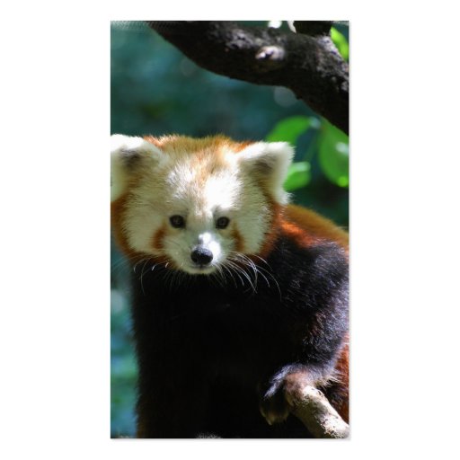 Adorable Red Panda Business Cards (back side)