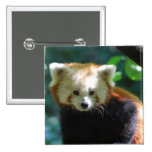 red panda, red panda bears, panda, panda bear, red panda bear, bear, animal, wildlife, wild animal, wild life, china, chinese panda, china panda, chinese panda bear, chinese, animals, panda photo, panda photograph, red panda photograph, red bear photo, red bear photograph, wild, bears, mammal, wildlife photography, wild animals