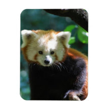 Adorable Red Panda Flexible Magnet