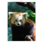 red panda, red panda bears, panda, panda bear, red panda bear, bear, animal, wildlife, wild animal, wild life, china, chinese panda, china panda, chinese panda bear, chinese, animals, panda photo, panda photograph, red panda photograph, red bear photo, red bear photograph, wild, bears, mammal, wildlife photography, wild animals