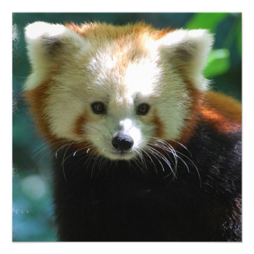 Adorable Red Panda Invitations