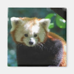 red panda, red panda bears, panda, panda bear, red panda bear, bear, animal, wildlife, wild animal, wild life, china, chinese panda, china panda, chinese panda bear, chinese, animals, panda photo, panda photograph, red panda photograph, red bear photo, red bear photograph, wild, bears, mammal, wildlife photography, wild animals