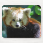 red panda, red panda bears, panda, panda bear, red panda bear, bear, animal, wildlife, wild animal, wild life, china, chinese panda, china panda, chinese panda bear, chinese, animals, panda photo, panda photograph, red panda photograph, red bear photo, red bear photograph, wild, bears, mammal, wildlife photography, wild animals