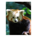 red panda, red panda bears, panda, panda bear, red panda bear, bear, animal, wildlife, wild animal, wild life, china, chinese panda, china panda, chinese panda bear, chinese, animals, panda photo, panda photograph, red panda photograph, red bear photo, red bear photograph, wild, bears, mammal, wildlife photography, wild animals