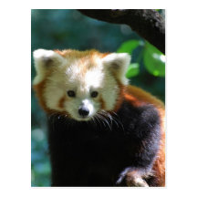 Adorable Red Panda  Postcard