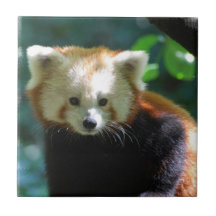 Adorable Red Panda Tile