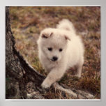 Adorable Snowball Puppy Canvas Print