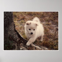 Adorable Snowball Puppy Framed Print