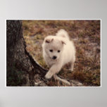 Adorable Snowball Puppy Poster posters