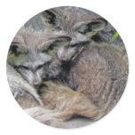 Adorable Snuggling Bat Eared Fox Pair Photo Round Stickers
