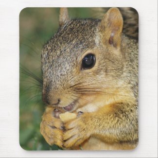 Adorable Squirrel Eating Peanut Photo Mouse Pad