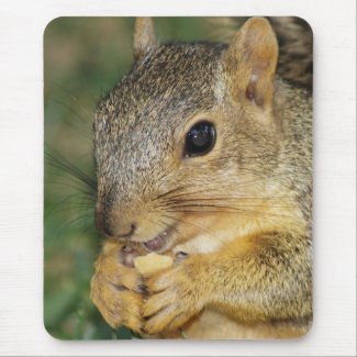 Adorable Squirrel Eating Peanut Photo Mouse Pad zazzle_mousepad