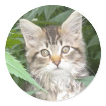 Adorable Tabby Kitten Round Sticker