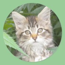 Adorable Tabby Kitten stickers