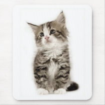 Adorable tiger kitten mousepad