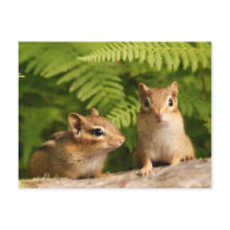 Adorably Curious Baby Chipmunks Post Cards