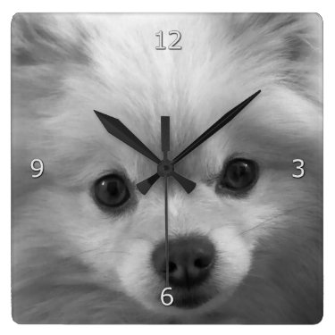 Adorably Cute Pomeranian Puppy Square Wall Clocks