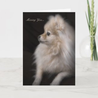 Adorably Cute Posing Pomeranian Puppy Greeting Cards