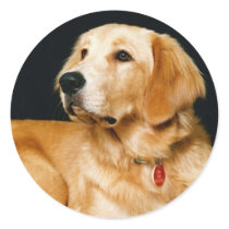 Adorably Cute Puppy Dog 1 stickers