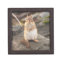 Adorably Fluffy Chipmunk Premium Gift Boxes