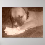 Adorible puppy Poster