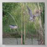 Adult and Juvenile Black-Crowned Night-Heron Posters