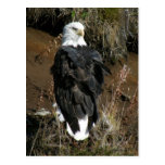 Adult Bald Eagle on Ballyhoo Mountain Postcards