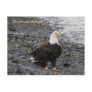 Adult Bald Eagle on the Beach, Unalaska Island Postcard