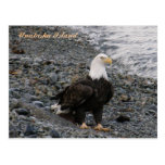 Adult Bald Eagle on the Beach, Unalaska Island Postcard