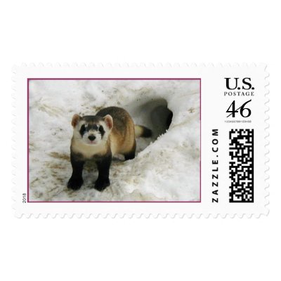 Adult Black-footed ferret Male  Postage Stamps by moxieann