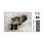 Adult Black-footed ferret Male  Postage Stamps