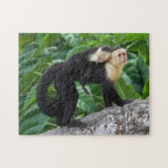 Adult Capuchin Monkey Carrying Baby On Its Back Puzzles